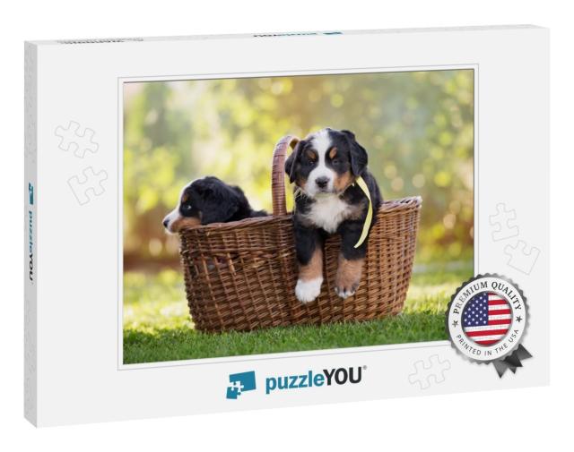 Bernese Mountain Puppy in a Basket Outdoors... Jigsaw Puzzle