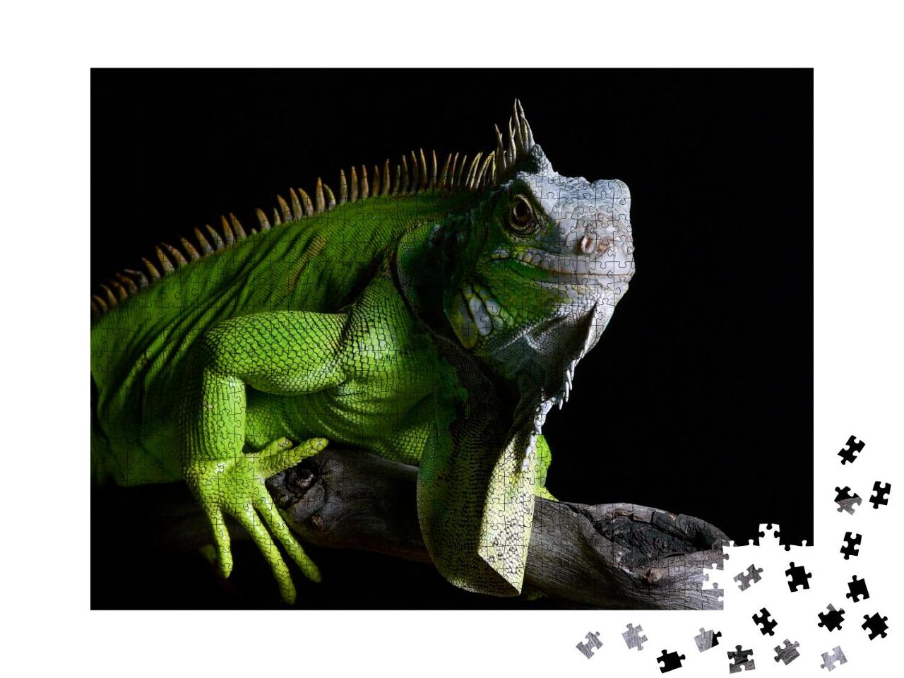 Puzzle 1000 Teile „Großer grüner Leguan auf isoliertem schwarzem Hintergrund“