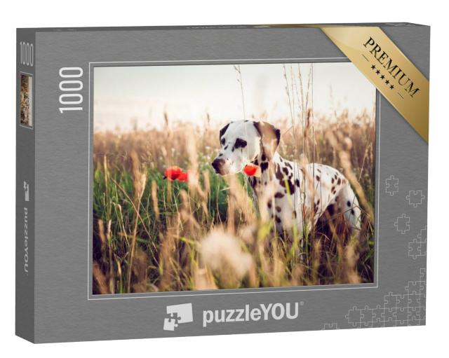 Puzzel 1000 stukjes „Schattige dalmatiër in een maïsveld“