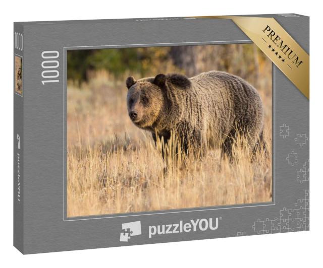 Puzzle 1000 Teile „Ein Grizzlybär, Teton National Park“