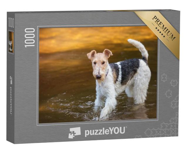 Puzzel 1000 stukjes „Draadharige foxterriër speelt in het water“