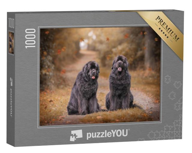 Puzzel 1000 stukjes „Twee Newfoundlanders op een herfstig bospad“