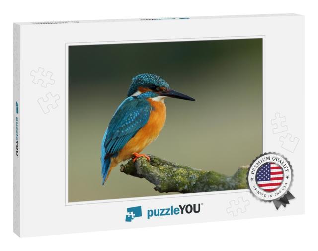 Kingfisher Alcedo At This Common Kingfisher, Bird... Jigsaw Puzzle