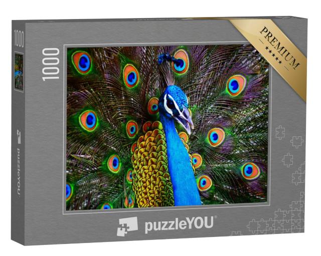 Puzzel 1000 stukjes „Portret van een kleurrijke dansende pauw“