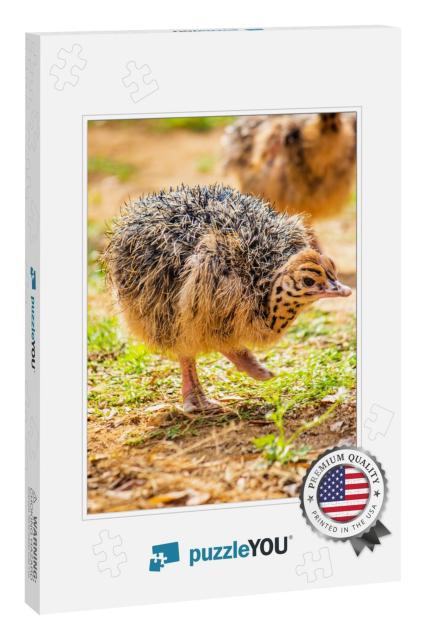 Baby Ostrich Portrait. Solo Baby Ostrich Stand on Forest... Jigsaw Puzzle