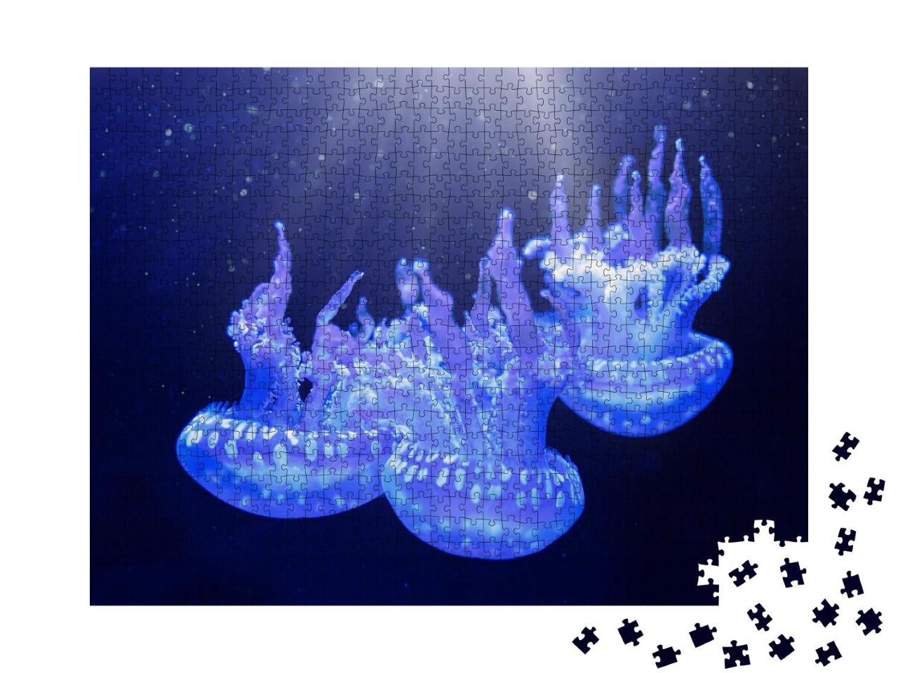 Puzzle 1000 Teile „Das Leben unter Wasser: Gefleckte Lagunenqualle“
