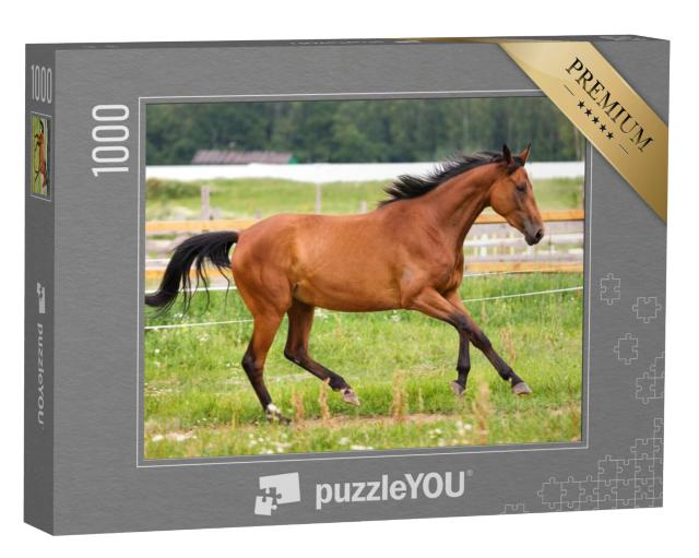 Puzzel 1000 stukjes „Paard in galop in een weiland“