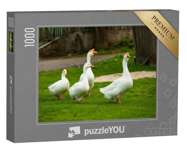 Puzzel 1000 stukjes „Witte tamme ganzen op de wei“