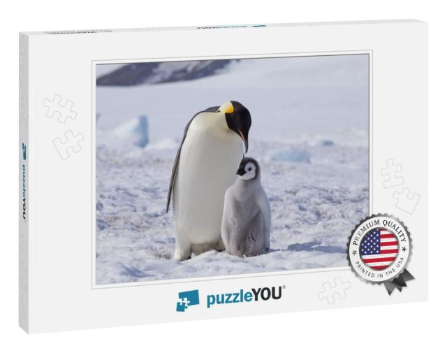 An Emperor Penguin with Chick At the Emperor Penguin Colo... Jigsaw Puzzle