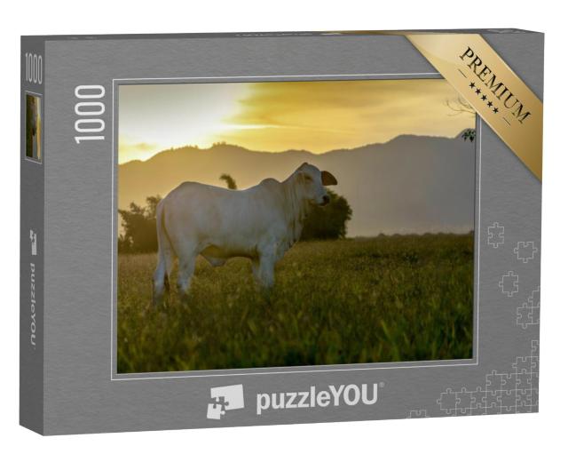 Puzzel 1000 stukjes „Nelore vee op de wei bij zonsondergang“