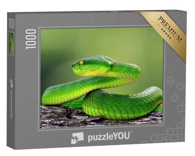 Puzzel 1000 stukjes „Groene adder op een tak, trimeresuru albolabris“