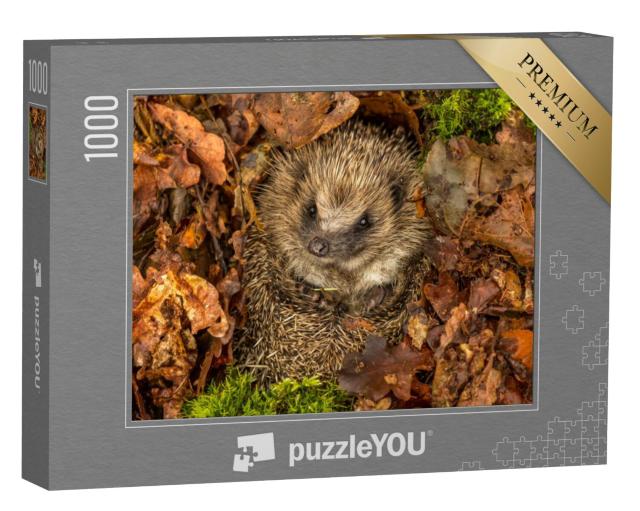 Puzzel 1000 stukjes „Egel in de bladeren“