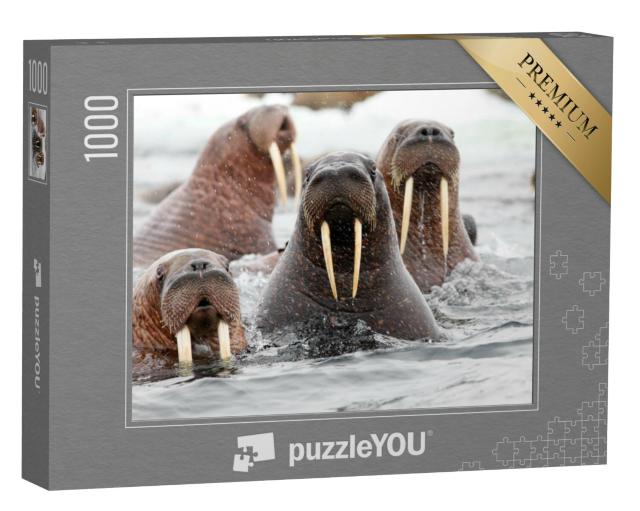 Puzzel 1000 stukjes „Een groep walrussen in het water“