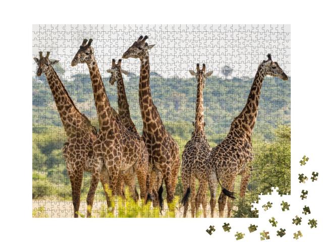 Puzzle 1000 Teile „Giraffenherde im Tarangire-Nationalpark, Tansania“