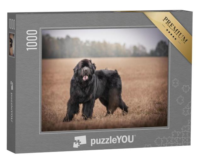 Puzzel 1000 stukjes „Zwarte Newfoundland in het wild“