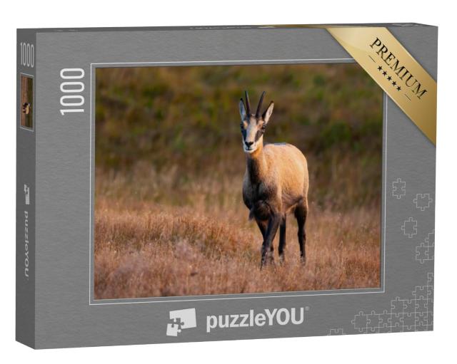 Puzzel 1000 stukjes „Tatra gemzen grazen in het herfst avondlicht“