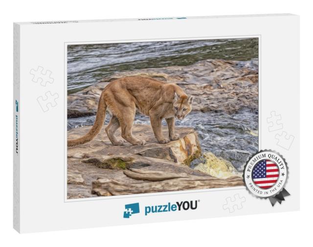 Mountain Lion At Riverside, Digital Oil Painting... Jigsaw Puzzle