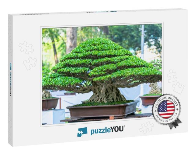 Green Old Bonsai Tree Isolated in a Pot Plant in the Shap... Jigsaw Puzzle