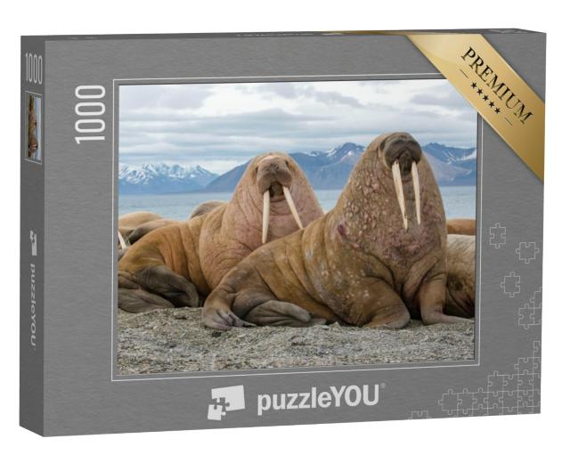 Puzzel 1000 stukjes „Majestueuze walrussen in hun natuurlijke habitat“