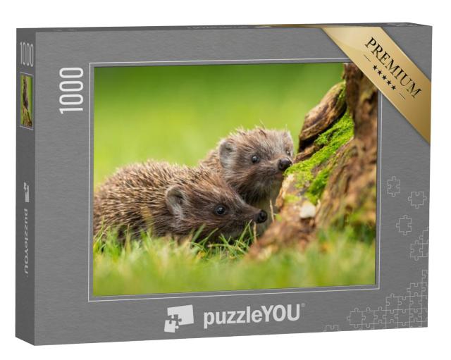 Puzzel 1000 stukjes „Twee noordelijke witborst-egels snuffelen in een groene weide“