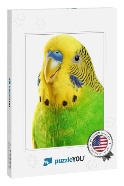 Budgerigar. Parrot Isolated on White Background. Close Up... Jigsaw Puzzle