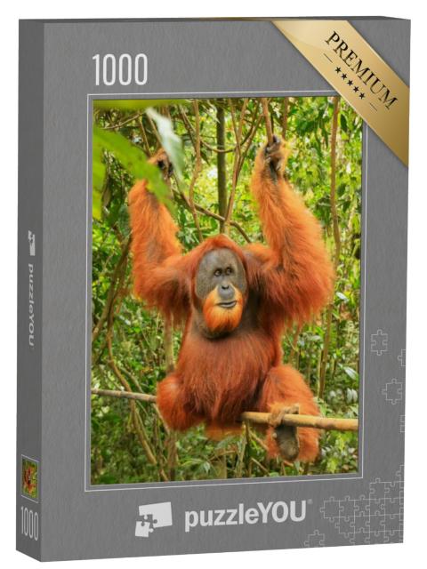 Puzzel 1000 stukjes „Mannelijke Sumatraanse orang-oetan, nationaal park Gunung Leuser“