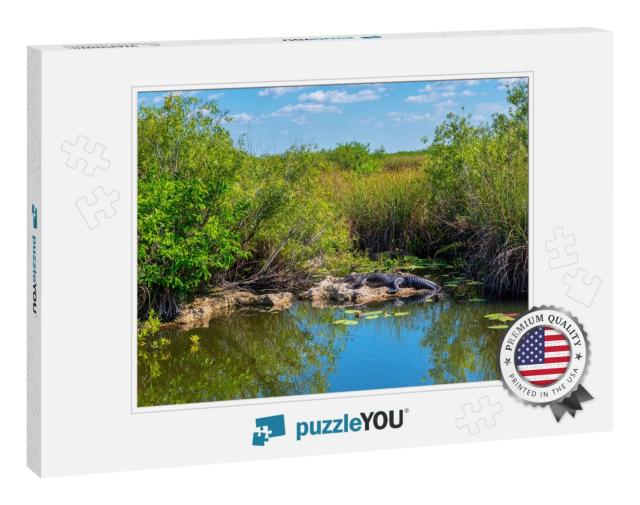 Sunbathing Alligator in Everglades National Park Florida... Jigsaw Puzzle