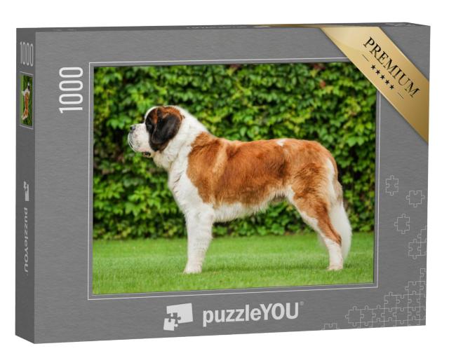 Puzzel 1000 stukjes „Sint Bernard op het gazon“