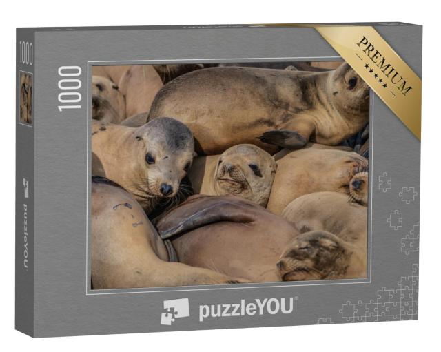 Puzzel 1000 stukjes „Een dicht opeengepakte kudde slapende zeehonden“