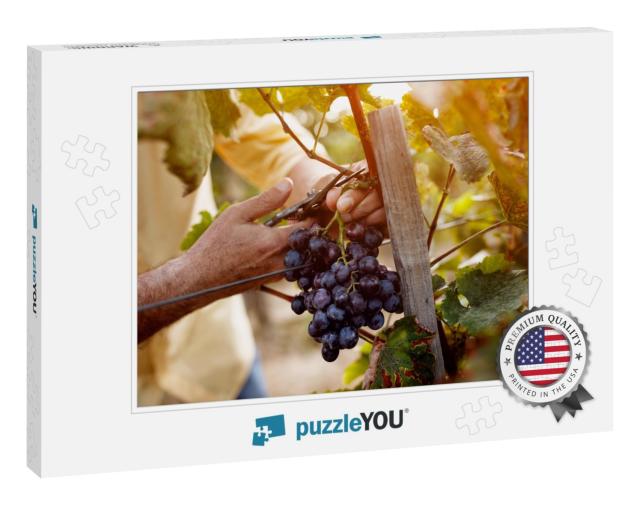 Red Wine Grapes on Vine in Vineyard, Close-Up... Jigsaw Puzzle