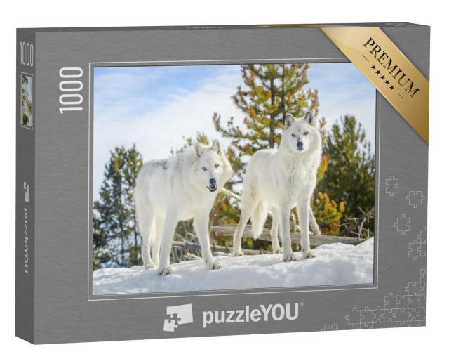 Puzzel 1000 stukjes „Twee boswolven in een wild sneeuwlandschap“