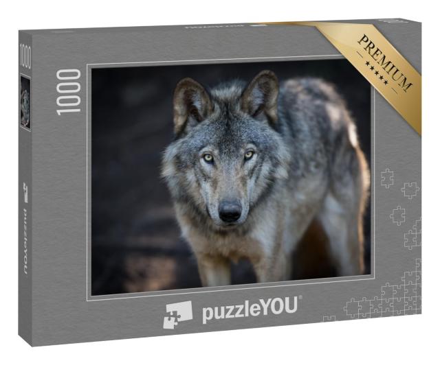 Puzzle 1000 Teile „Nahaufnahme eines grauen Wolfes in den kanadischen Wäldern“
