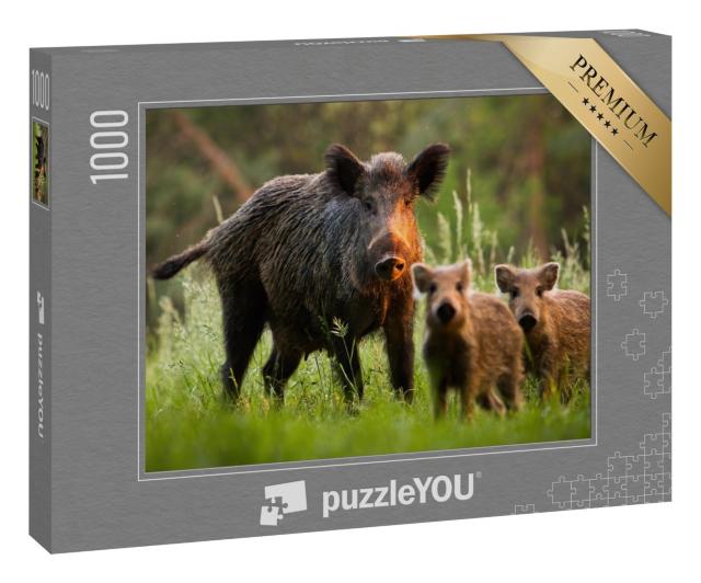 Puzzle 1000 Teile „Familie von Wildschweinen mit jungen Frischlingen auf Wiese bei Sonnenuntergang“