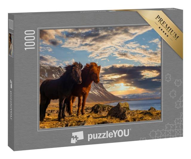 Puzzle 1000 Teile „Zwei Island-Pferde an der Küste im Sonnenuntergang“