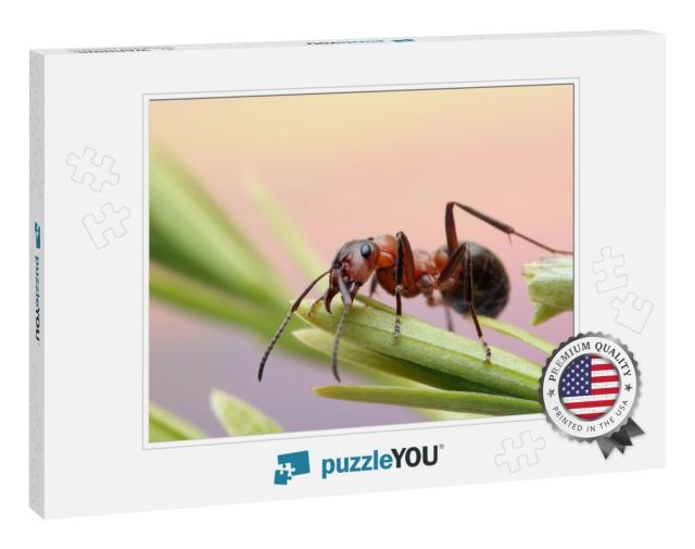 Ant Runs Quickly in the Grass, Clinging to the Blades of... Jigsaw Puzzle