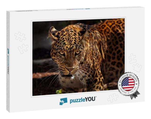 Attractive Image of a Powerful Hunter Jaguar... Jigsaw Puzzle