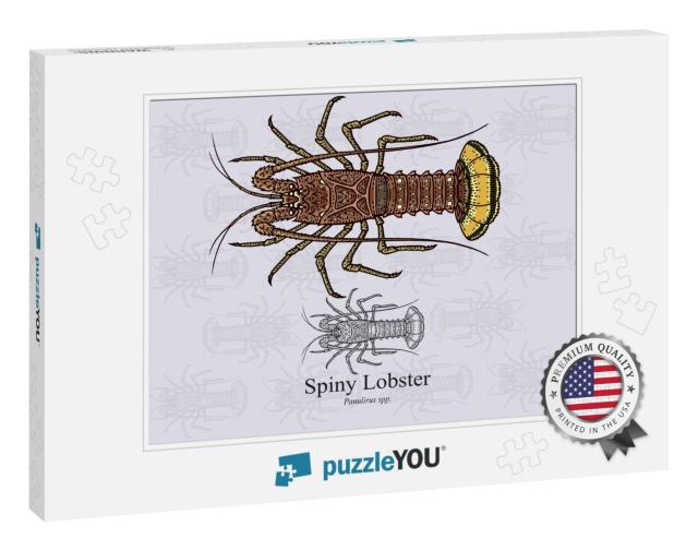 Spiny Lobster. Vector Illustration with Refined De... Jigsaw Puzzle