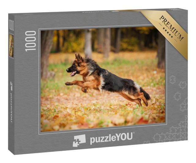 Puzzle 1000 Teile „Deutscher Schäferhund beim Spielen im Herbst, im Sprung, Blick nach links“