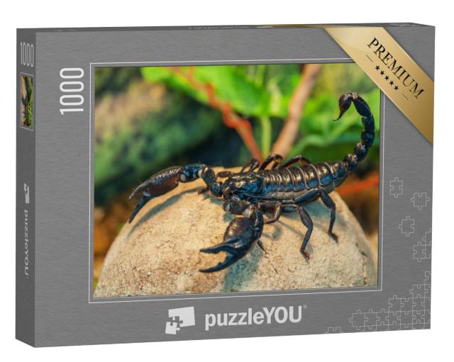 Puzzel 1000 stukjes „Zwarte schorpioen, ook wel keizerschorpioen genoemd“