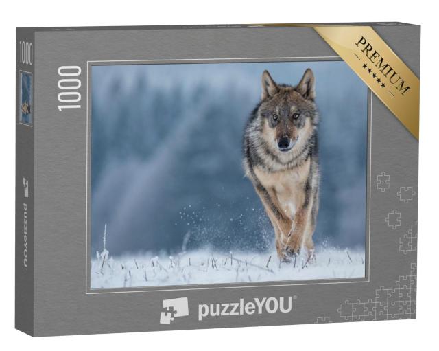 Puzzel 1000 stukjes „Studie van een grijze wolf“