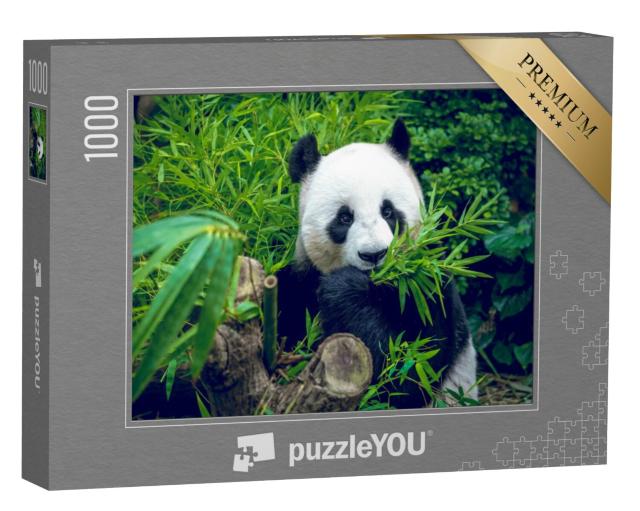 Puzzel 1000 stukjes „Hongerige reuzenpanda eet zijn bamboemaaltijd“