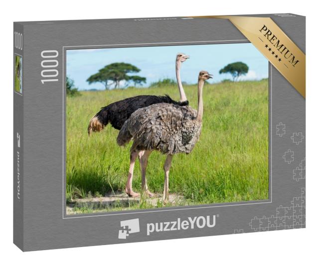 Puzzle 1000 Teile „Paar Strauße in Tansania, Afrika“