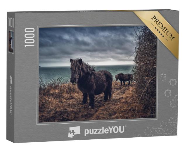 Puzzel 1000 stukjes „Shetlandpony's aan de kust van Cornwall“