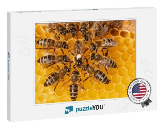 The Queen Apis Mellifera Marked with Dot & Bee Workers Ar... Jigsaw Puzzle