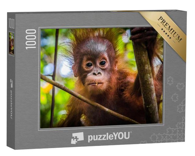 Puzzel 1000 stukjes „s Werelds schattigste orang-oetan baby kijkt in de camera in Borneo“