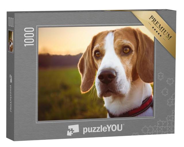 Puzzel 1000 stukjes „Portret van een beagle bij zonsondergang“