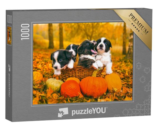 Puzzel 1000 stukjes „Welsh Corgi Pembroke puppies in de herfst“