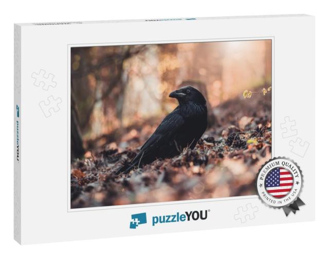 Common Raven Corvus Corax on Ground in Spring Forest. Dar... Jigsaw Puzzle