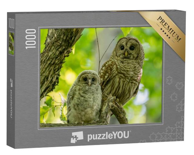 Puzzel 1000 stukjes „Volwassen en jonge sperweruilen zitten op een tak in de vroege zomer, Canada“