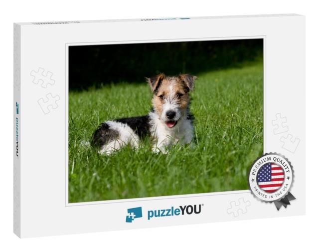 Wire-Haired Fox Terrier Dog, Pup Laying on Lawn... Jigsaw Puzzle